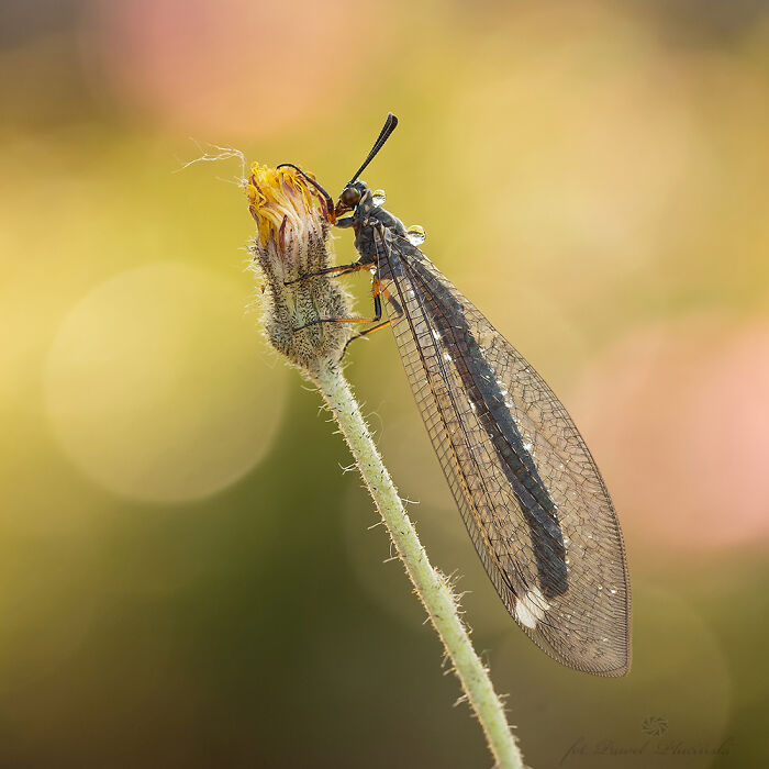 Macro photo of an insect perched on a flower bud, showing intricate wing details and tiny water droplets.