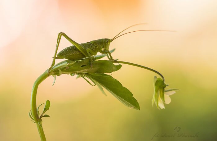 Close-up macro photo of a green grasshopper perched on a delicate plant stem with soft, blurred background.