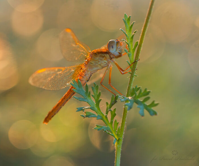 Macro photo of an orange dragonfly perched on a green plant stem showing intricate tiny details in nature.