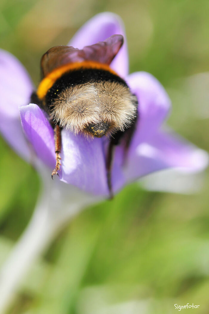Close-up macro photo of a fuzzy bee gathering pollen on a delicate purple flower showing tiny details of nature.