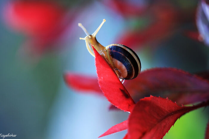 Macro photo of a small snail crawling on a vibrant red leaf, highlighting the beauty in tiny details.