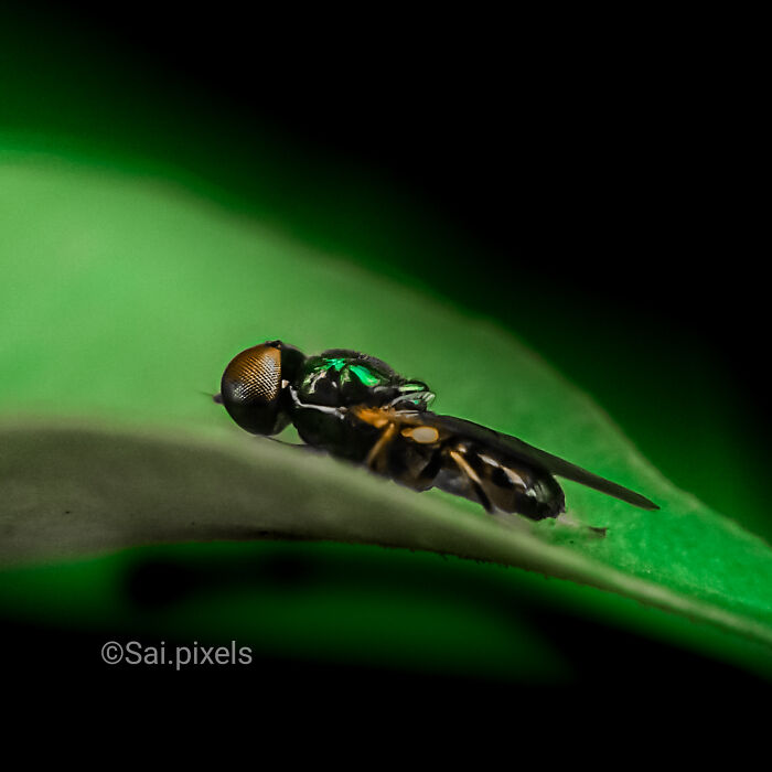 Close-up macro photo of a small insect resting on a green leaf, capturing tiny details and textures.