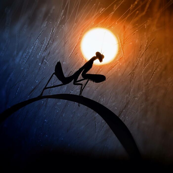 Silhouette of a praying mantis on a curved branch in stunning macro photo capturing tiny details at sunset.