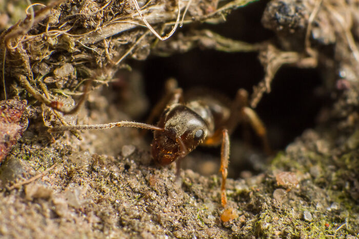 Close-up macro photo of an ant emerging from its nest, revealing intricate tiny details in the soil and insect features.