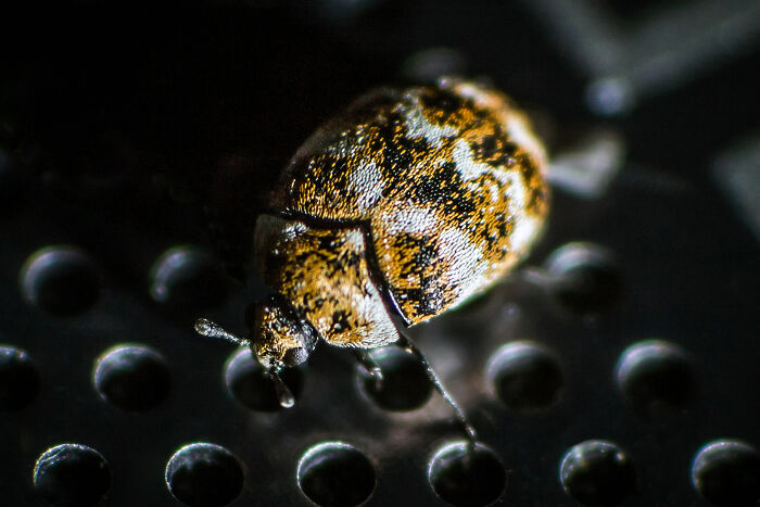Macro photo of a small beetle showcasing stunning tiny details and intricate textures on its body surface.