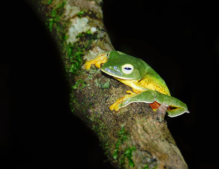 Green tree frog resting on a mossy branch captured in a stunning macro photo showing tiny details of the amphibian.