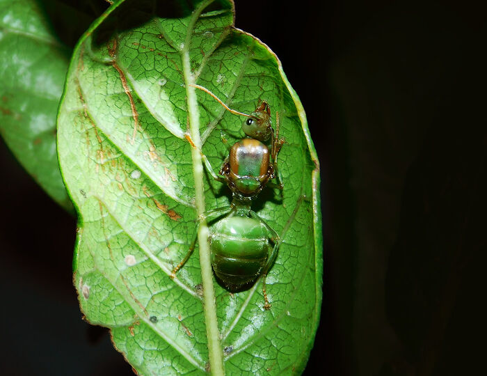 Close-up macro photo of a green ant on a textured leaf showing stunning tiny details and natural beauty.