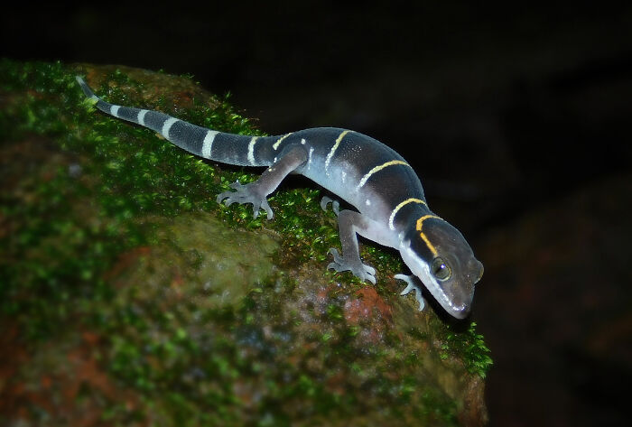 Macro photo of a small salamander with striped patterns resting on moss, revealing the beauty in tiny details.