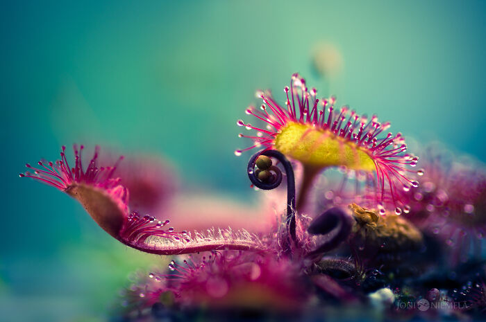 Close-up macro photo of a vibrant carnivorous plant showcasing the beauty in tiny details and textures.