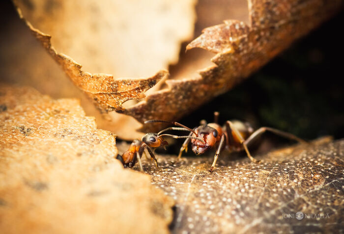 Two ants interacting on dry leaves captured in stunning macro photos revealing the beauty in tiny details.