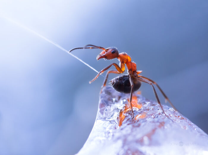 Macro photo of a red ant on an icy surface showing tiny details and texture in sharp focus.