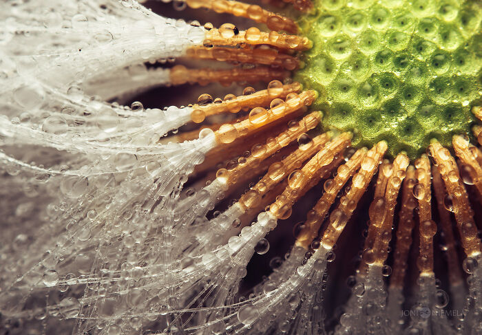 Close-up macro photo of a flower center and delicate petals covered in tiny water droplets, highlighting tiny details.