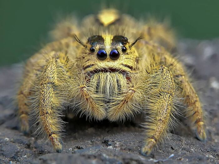 Close-up macro photo of a yellow spider showing intricate tiny details and textures on its body and legs.