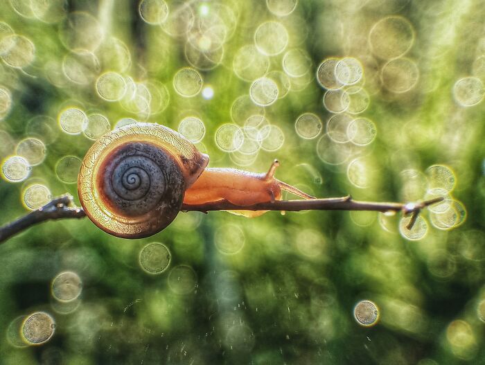 Macro photo of a small snail on a branch, highlighting intricate details and natural beauty in tiny textures.
