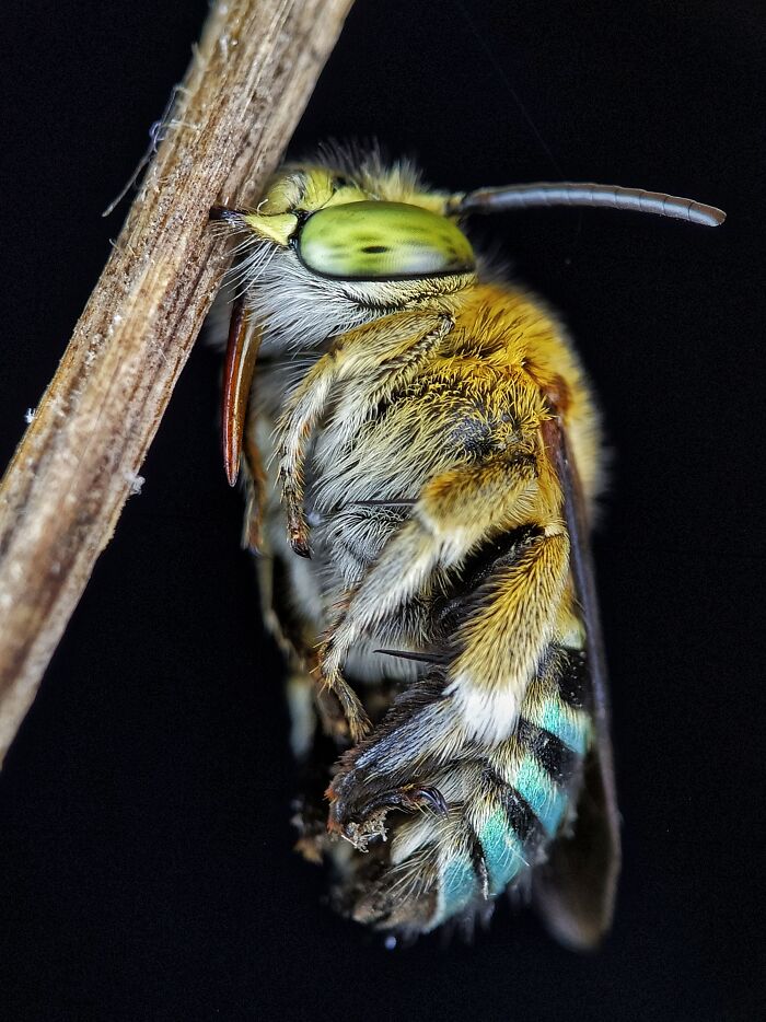 Macro photo of a bee clinging to a twig, showcasing tiny details and textures on its body and wings.