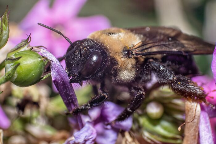Close-up macro photo of a bee collecting nectar on vibrant purple flowers showing tiny details of the insect.