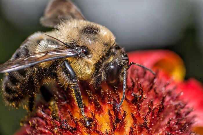 Close-up macro photo of a bee collecting pollen, revealing tiny details and the intricate beauty of nature.