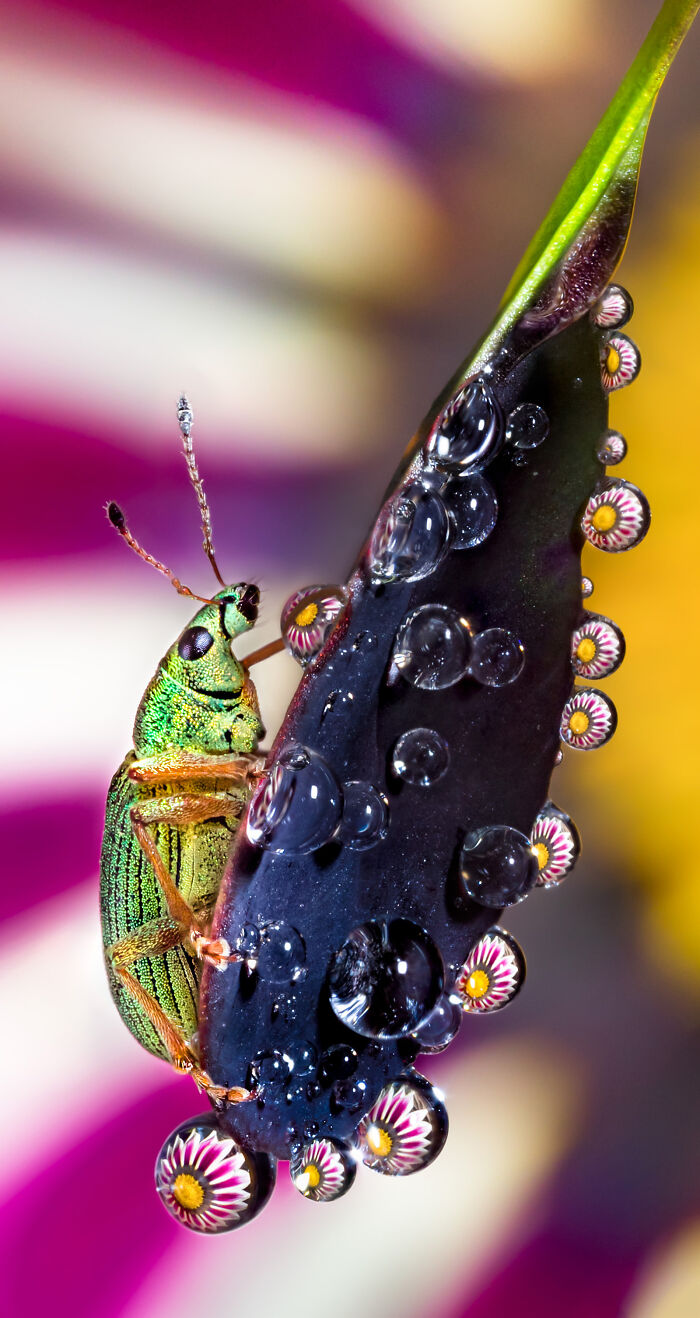 Macro photo of a vibrant green insect on a leaf covered with water droplets reflecting tiny flower details.