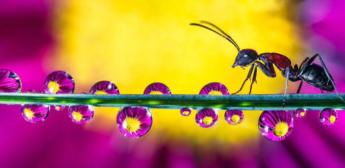 Close-up macro photo of an ant on a green stem with water droplets reflecting vibrant purple and yellow flowers.