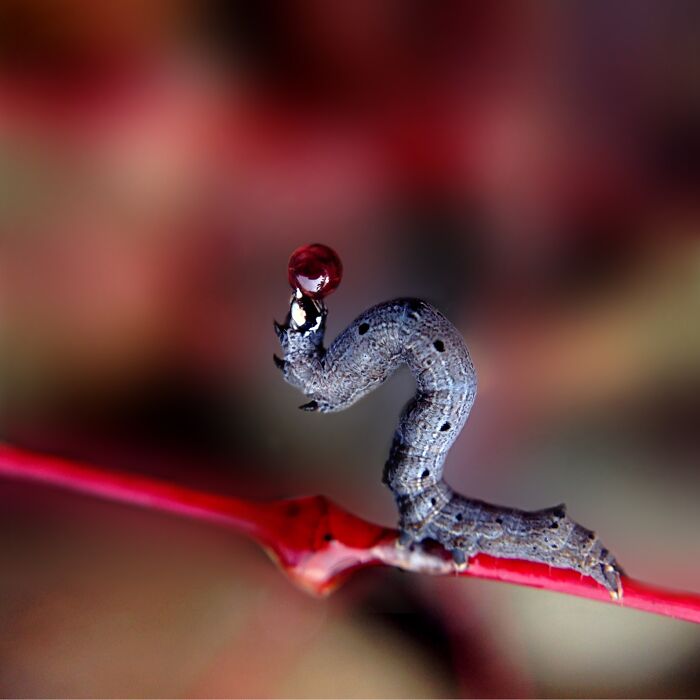 Macro photo of a caterpillar balancing a red water droplet, showcasing the beauty in tiny details.