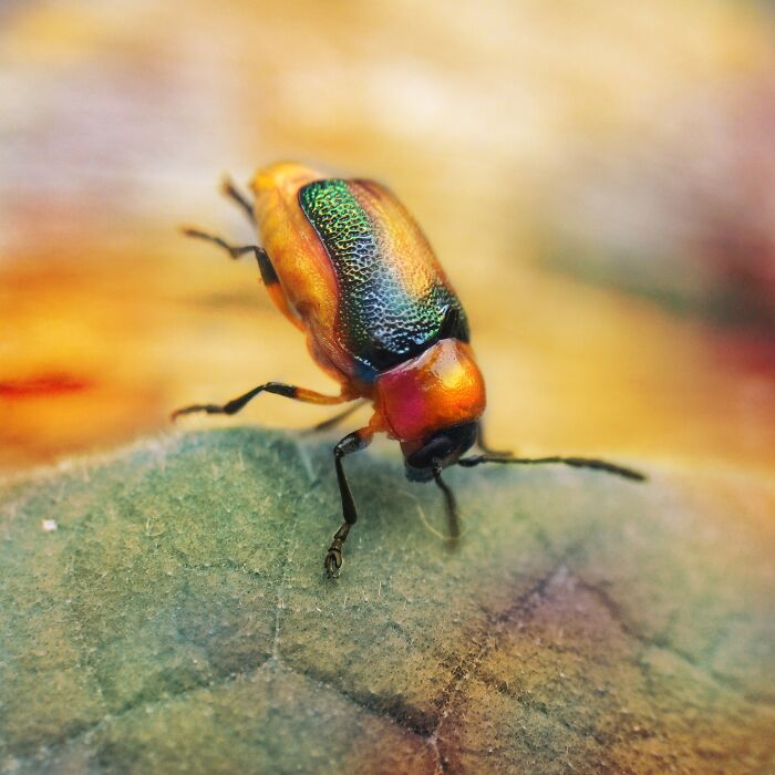 Close-up macro photo of an orange and green beetle showcasing intricate tiny details on a leaf surface.