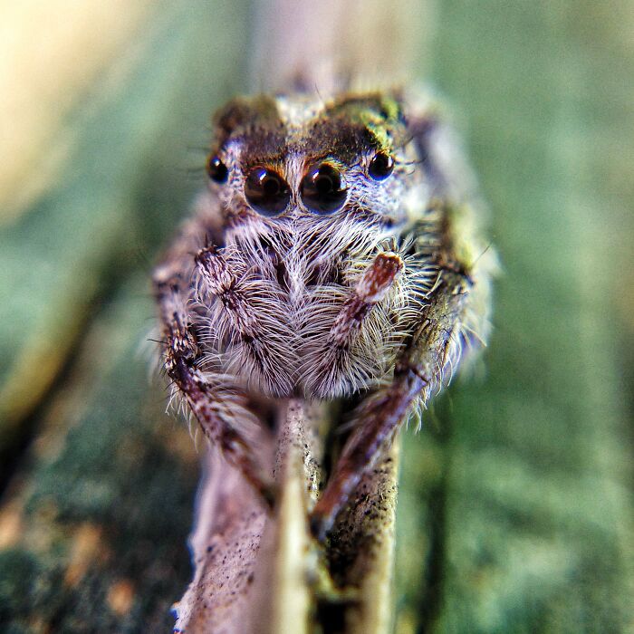 Close-up macro photo of a tiny spider showing detailed eyes and fine hairs on its body in nature.