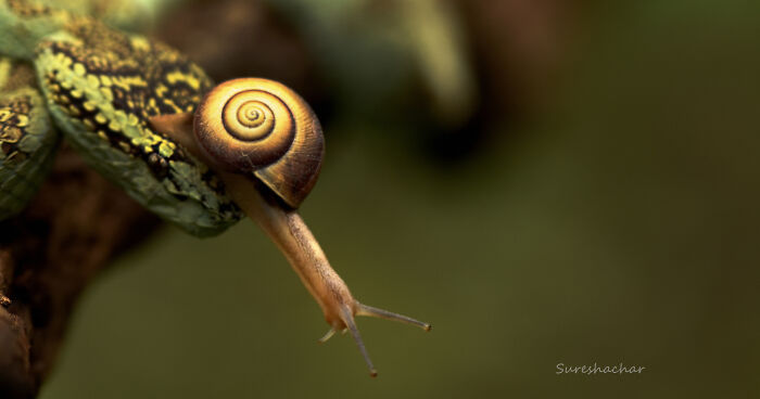 Close-up macro photo of a small snail on a textured surface showcasing the beauty in tiny details.