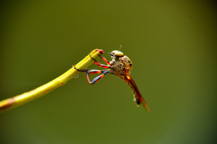 Macro photo of a small insect clinging to a green plant stem, showcasing intricate tiny details in nature.