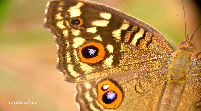 Close-up macro photo showcasing the intricate patterns and vivid colors on a butterfly’s wings in tiny details.