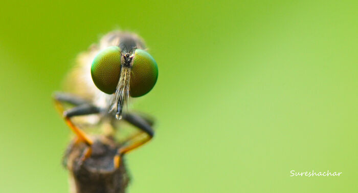 Close-up macro photo of a fly showing its intricate eyes and tiny details against a green blurred background.