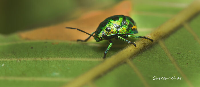 Metallic green beetle captured in stunning macro photo showing beauty in tiny details on leaf surface.