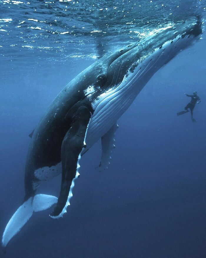 Giant humpback whale swimming underwater near a diver, showcasing one of the largest animals so giant it's hard to believe real.