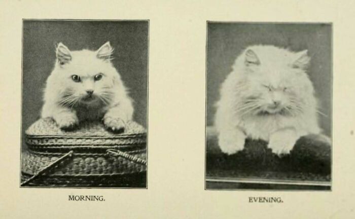 Two vintage cats shown in morning and evening poses, highlighting the timeless charm of vintage cats in black and white.