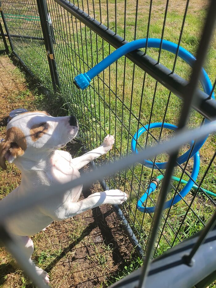 Small dog standing on hind legs near fence with blue garden hose, illustrating heatwave hacks for staying cool in summer.