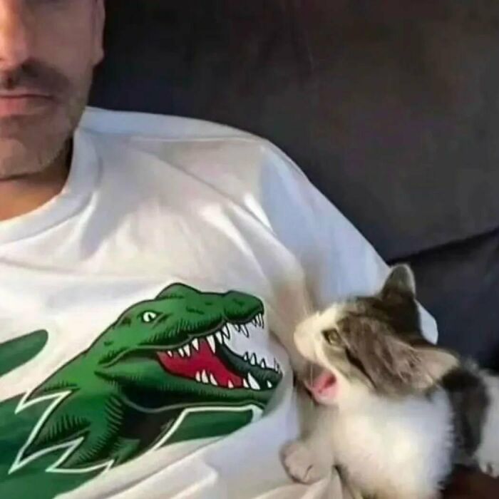 A funny photo of a cat seemingly biting a dinosaur graphic on a man's shirt in strange cat moments.