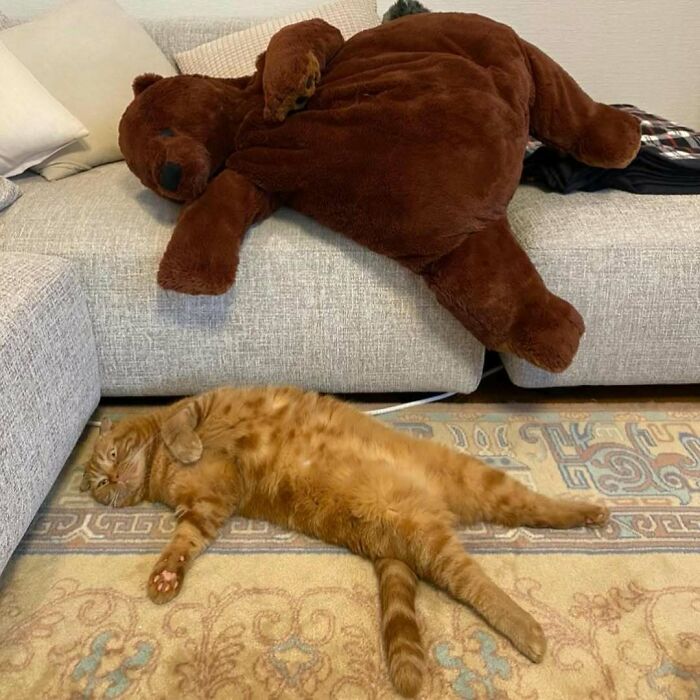 Orange cat lying on the floor beneath a couch with a large brown stuffed bear draped over the sofa, funny cat photo.