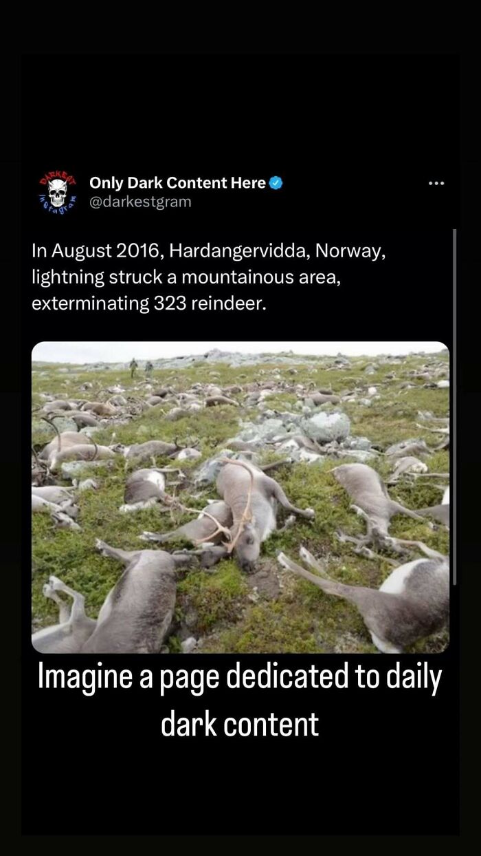 Dead reindeer lie scattered across a mountain area in Norway, part of darkest page on Instagram dark content stories.