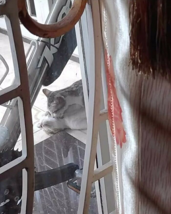 Two cats playfully interacting near a glass door in a funny and strange photo shared by a feline-obsessed account.