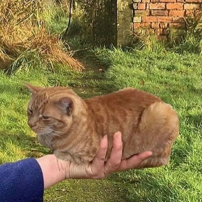 A funny photo of a cat appearing to balance on a hand, showcasing strange but amusing feline behavior outdoors.