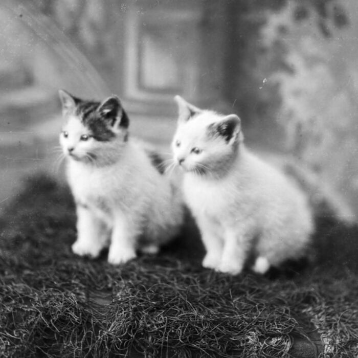 Two vintage cats sitting side by side on a textured surface, showcasing old-fashioned feline cuteness in black and white.
