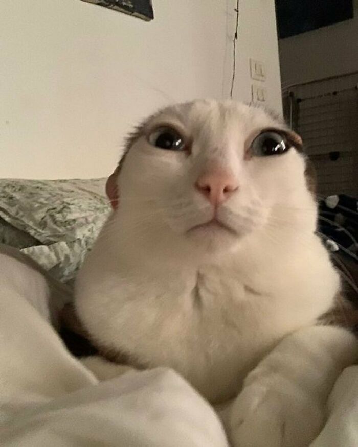Close-up of a cat with a funny, distorted face lying on a bed, highlighting strange but funny cat photos.