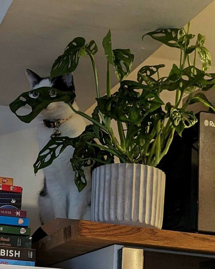 Cat partially hidden behind a plant with holes, creating a strange but funny feline photo shared on an IG cat account.