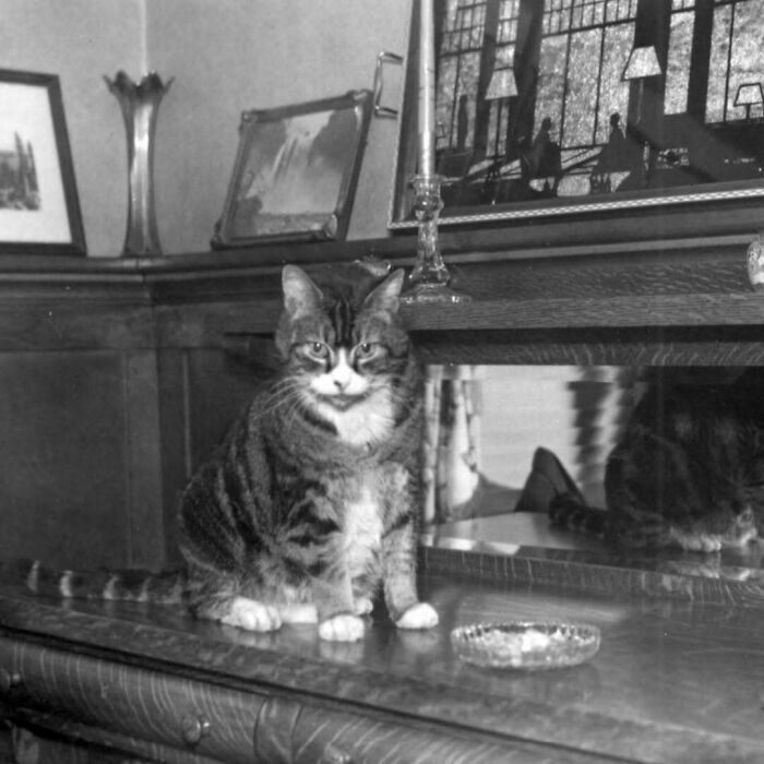 Black and white photo of a vintage cat sitting on a wooden table next to a mirror and decorative items.