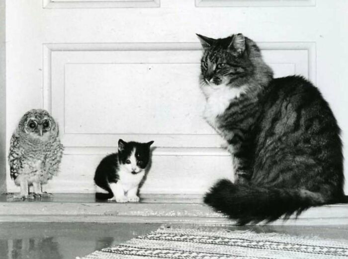 Vintage cats of different sizes sitting indoors near an owl on a wooden floor with a rug in a black and white photo.