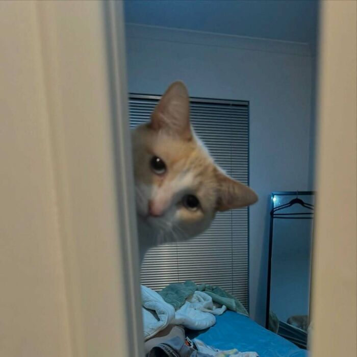 Cat peeking through a door in a bedroom, a funny and strange photo shared by an IG account obsessed with felines.