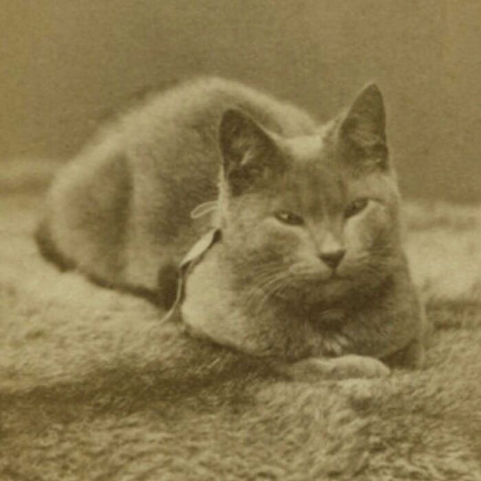Vintage cat lying on a textured surface, showcasing classic feline charm from centuries past in a sepia-toned image.