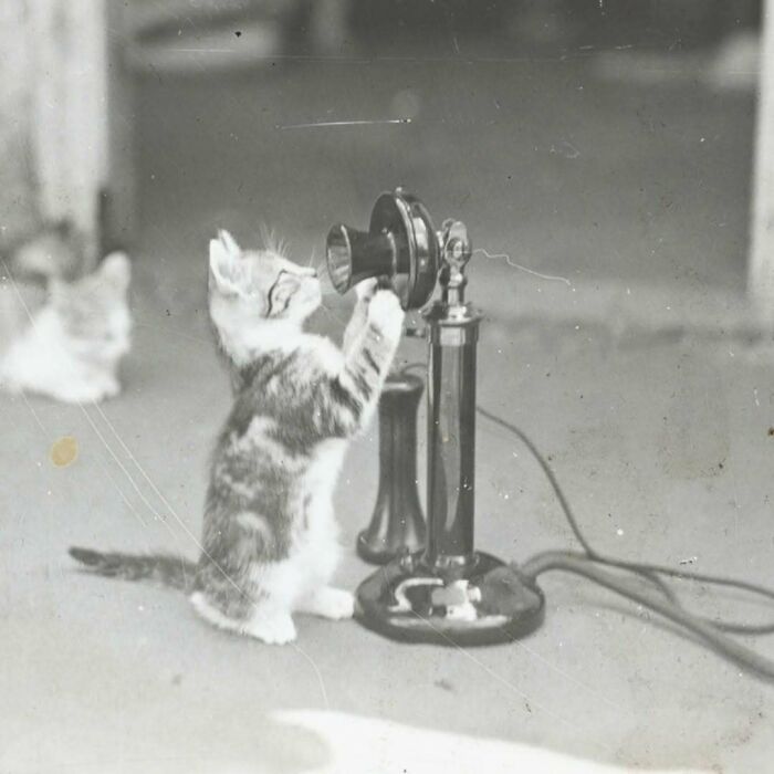 Vintage cat playfully interacting with an old-fashioned telephone in a nostalgic black and white photo.