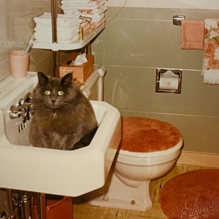 Fluffy vintage cat sitting inside a bathroom sink surrounded by retro decor and orange bathroom accessories.