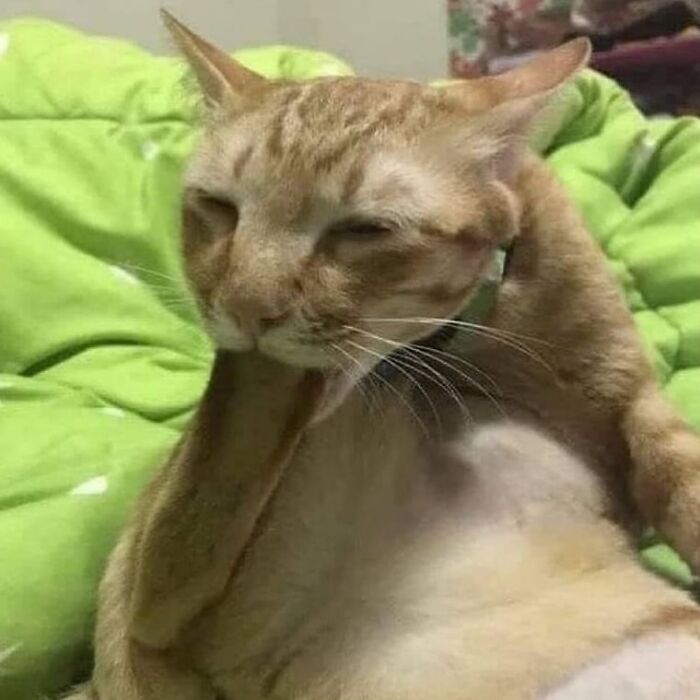 Funny cat photo showing a strange orange feline biting its own paw, capturing unusual cat behavior and humor.