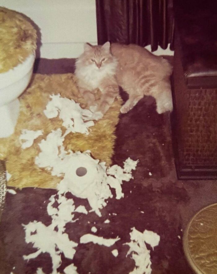 Vintage cat lying beside torn toilet paper on carpet in a cozy room, showcasing playful and mischievous cat behavior.